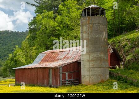 Ancienne Grange rouge dans un champ de fleurs jaunes Banque D'Images