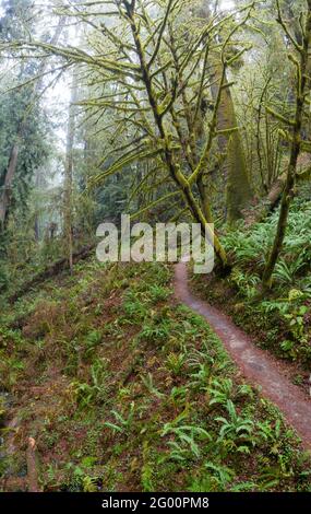 Un sentier pittoresque serpente à travers une forêt côtière humide à Klamath, en Californie du Nord. Cette région abrite de vastes étendues de forêt vierge. Banque D'Images