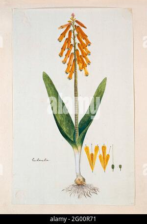 Lachenalia Aloides (L.F.) ENG. Était. aurea (fleur opale). Lachenalia Aloides (L.F.) ENG. Était aurea. Banque D'Images