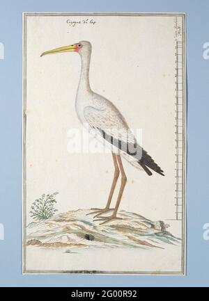 Mycteria Ibis (porc à bec jaune ou porc en bois). Étude d'oiseaux: Nimmerzat (Mycteria ibis); avec échelle à Rijnlandse Maat. Banque D'Images