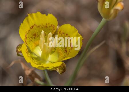 Le Lily jaune mariposa (Calochortus luteus) une fleur californienne colorée et vibrante. Banque D'Images