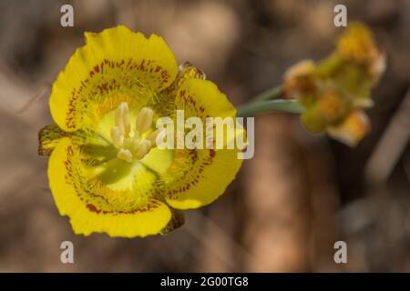 Le Lily jaune mariposa (Calochortus luteus) une fleur californienne colorée et vibrante. Banque D'Images