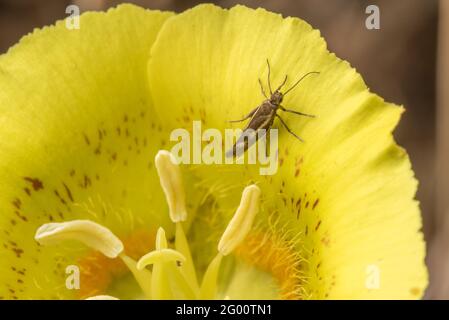 Moth à corne incurvée (Gelecchioidea) se nourrissant au nectaire d'un lys jaune de mariposa (Calochortus luteus) dans le parc régional de Henry COE, en Californie. Banque D'Images