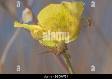 Araignée de crabe commun (Xysticus sp) sur une fleur jaune de nénuphars (Calochortus luteus) dans le parc régional Henry COE en Californie. Banque D'Images