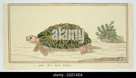 Psammobates tentorius (tente tortue). Banque D'Images