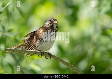 Sparaw (Melospiza melodia) Banque D'Images