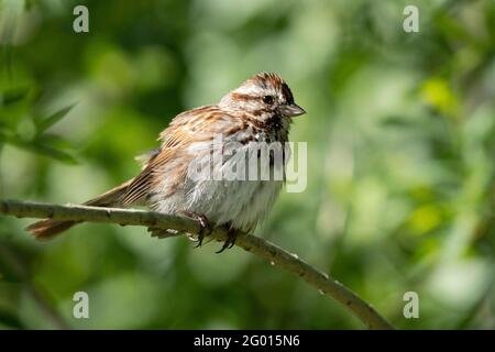 Sparaw (Melospiza melodia) Banque D'Images