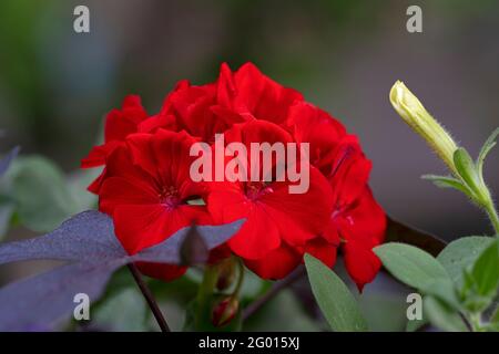 Gros plan de la fleur de géranium rouge, (pélargonium x hortorum) Banque D'Images