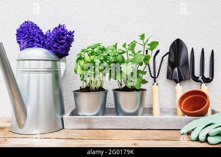 Jardinage Hobby concept, jacinthe bleu violet, menthe verte et herbes de basilic dans pot en métal, petite fourche de jardin ou râteau et pelle, gants, pot en céramique Banque D'Images