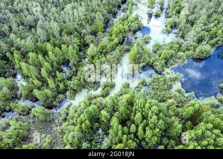 vue aérienne du paysage vert pittoresque avec bois de forêt et marsh un jour d'été Banque D'Images