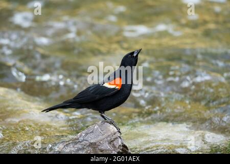 Oiseau-noir à aigree rouge, (Agelaius phoeniceus), mâle, oiseau, perché sur un rocher dans un ruisseau Banque D'Images