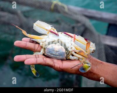 Crabe bleu (Portunus pelagicus)crabe, crabe femelle bleu nageur avec oeufs dans les mains des pêcheurs sur fond de mer. Banque D'Images
