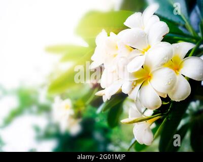 Bouquet de fleurs Plumeria blanches, blanc et jaune avec espace de copie. Groupe de fleurs frangipani et feuilles vertes sur la branche de l'arbre avec Banque D'Images