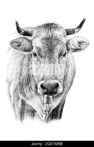 Portrait de vache dessiné à la main, croquis graphiques illustration monochrome sur fond blanc (originaux, pas de tracé) Banque D'Images