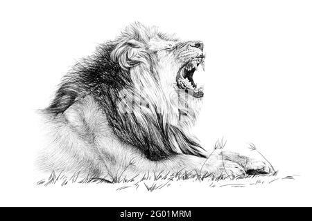 Lion roar dessiné à la main, croquis graphiques illustration monochrome sur fond blanc (originaux, pas de tracé) Banque D'Images