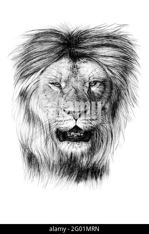 Portrait de lion dessiné à la main, graphiques d'esquisse illustration monochrome sur fond blanc (originaux, pas de tracé) Banque D'Images