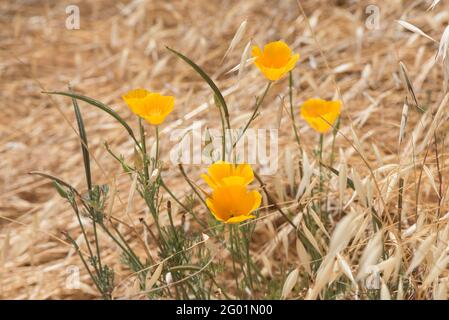 Le pavot de Californie (Eschscholzia californica) fleurit dans le parc régional Henry COE. Banque D'Images