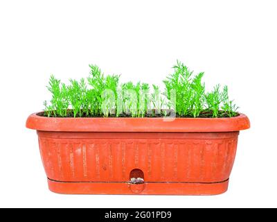 Plantules vertes de plantules d'aneth dans une boîte en plastique. Anethum graveolens. Usine d'aneth. Semis de plantes agricoles. Récipients en plastique. Fond blanc Banque D'Images