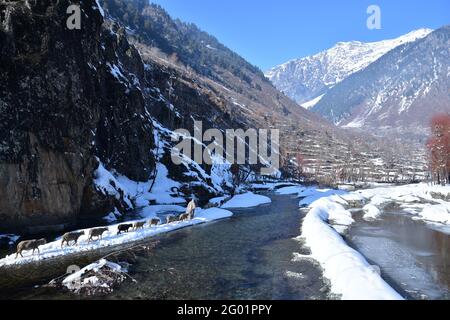 Kashmiri Shephard qui ramène des moutons à la maison, vallée de Betaab, Cachemire. Tourné en soirée, le 2021 janvier Banque D'Images