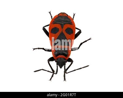 Firebug, Pyrrhocoris apterus, isolé sur fond blanc, vue de dessus Banque D'Images