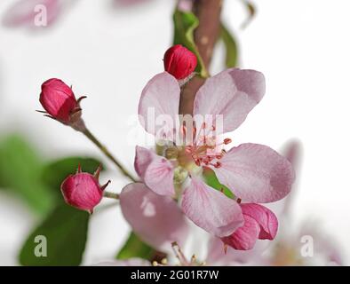 fleurs de pomme rose isolées sur fond blanc Banque D'Images