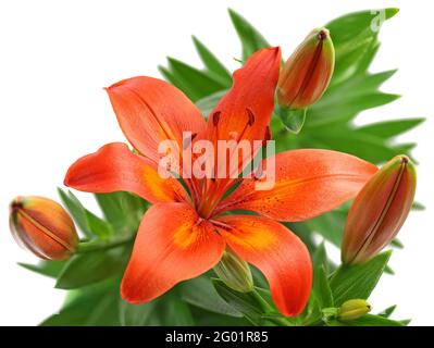 photo en studio de fleur de lys de couleur orange isolée sur fond blanc, photo macro haute précision d'une fleur de lys unique Banque D'Images