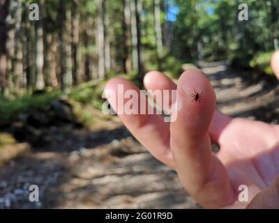 une tique est assise sur le doigt de l'homme dedans forêt sur un sentier de randonnée Banque D'Images