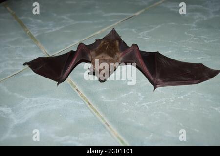 Le Bat jaune de la petite Asiatique (Scotophilus kuhlii) reposant sur le sol vert, animaux mammifères qui peuvent voler et a des cheveux bruns Banque D'Images