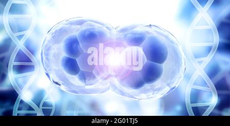 Division cellulaire. Stades de mitose. Thérapie cellulaire. Bannière horizontale avec processus Division de la structure cellulaire et de l'ADN sur fond flou de bleu an Banque D'Images