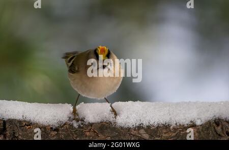 Goldcrest (Regulus regulus) atterrit sur une branche enneigée Banque D'Images