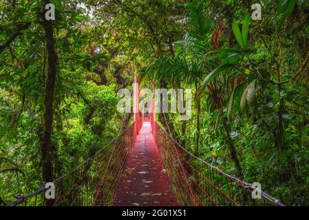 Pont suspendu rouge à Monteverde Cloud Forest, Costa Rica Banque D'Images