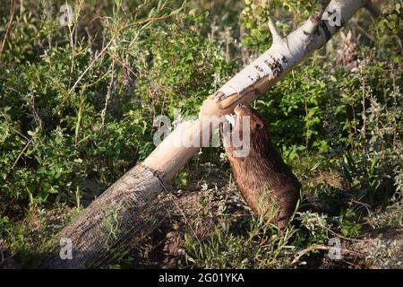 Castor mâchant l'écorce d'un peuplier faux-tremble. La base du tronc de l'arbre est recouverte de fil de castor mais est devenue accessible après une chute lors d'une tempête de vent. Banque D'Images