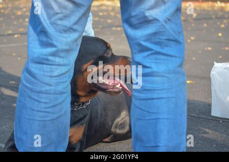 Un chien de Rottweiler se trouve aux pieds de son propriétaire à l'extérieur. Un homme adulte avec sa bouche ouverte et sa langue qui dépasse de la jambe du mâle. Animaux de compagnie. Banque D'Images