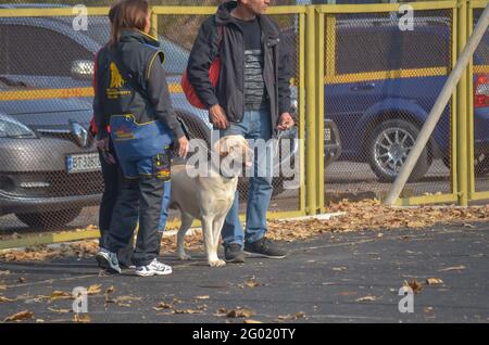 Trois personnes et un animal de compagnie se tiennent contre la clôture jaune à côté du parking. Un chien de Labrador de couleur crème regarde au loin avec les entres Banque D'Images