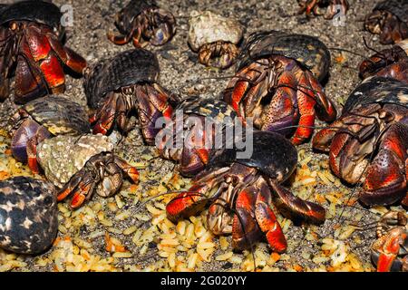Hermit Crab onTobago Cays, Saint-Vincent-et-les Grenadines dans la mer des Caraïbes, Petites Antilles, Antilles occidentales Banque D'Images