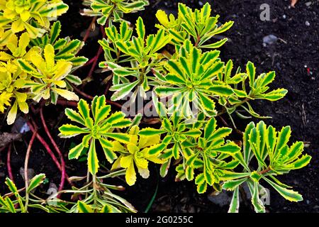 Middendorf sedum variegated (Sedum midendorfianum Variegatum) - plante succulente en grès ornemental pour l'aménagement paysager des jardins alpins. Belle plante Banque D'Images