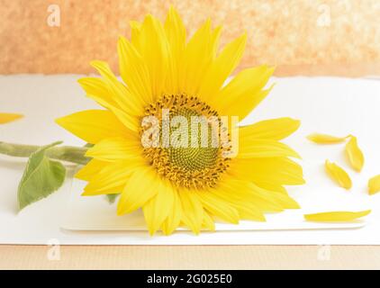 Fleur de tournesol décorative et pétales sur fond clair dans format horizontal Banque D'Images