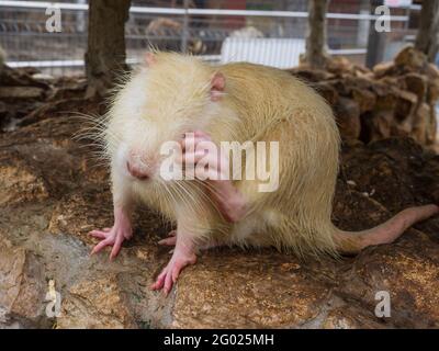 Rat musqué blanc (Myocastor coypus), reproduisant des rats musqués sur la ferme Banque D'Images