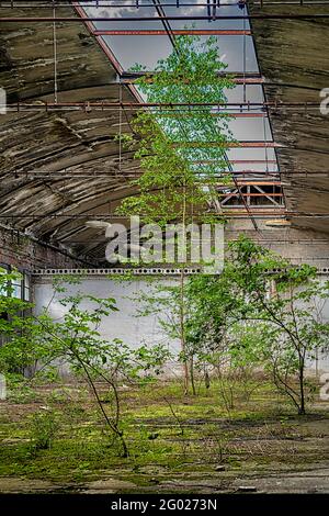 Les arbres poussent dans une salle abandonnée Banque D'Images