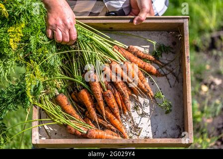 Fermier cueillant des carottes, la ferme des produits frais de l'agriculture locale, les légumes biologiques fraîchement récoltés du jardin Banque D'Images