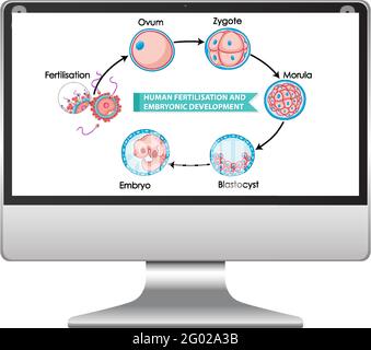 Fertilisation humaine et développement embryonnaire illustration Illustration de Vecteur