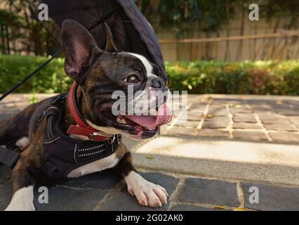 Beau chien terrier de boston reposant après avoir joué dans le parc avec parapluie derrière lui Banque D'Images