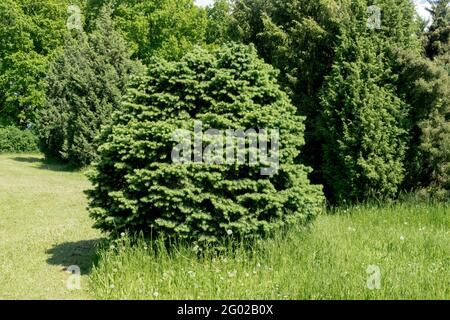 Sapin de Douglas Pseudotsuga menziesii Fletcheri Banque D'Images