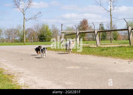 Le chiot Berger australien traverse la baryard avec deux Terriers Jack Russell. Un tricolore et deux chiens colorés. Vue de l'avant dans le corps entier Banque D'Images