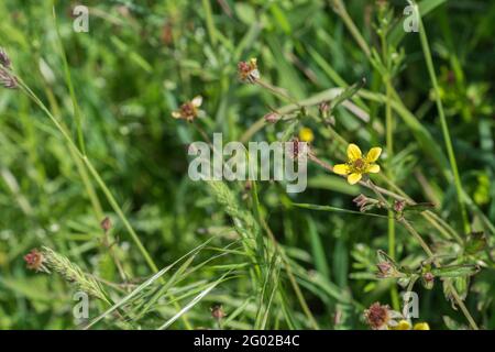 Fleur solitaire des fours à bois, Herb Bennett / Geum urbanum à hedgerow. Les racines ont le goût et l'arôme des clous de girofle, et il a été utilisé comme plante médicinale. Banque D'Images