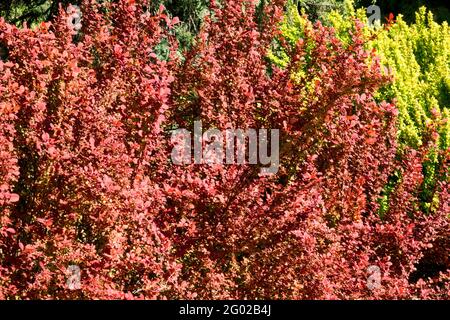 Berberis thunbergii Orange Rocket Japanese Barberry Banque D'Images