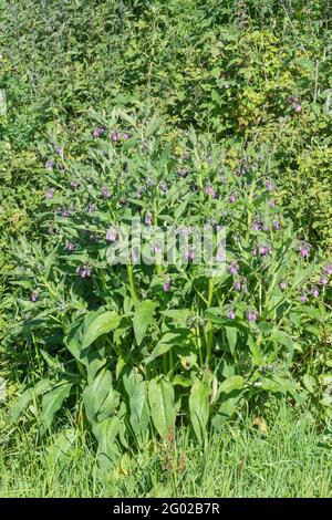 Grande souche de plante médicinale Comfrey / Symphytum officinale en pleine croissance sauvage, sous un soleil éclatant. Plante médicinale bien connue utilisée dans les remèdes à base de plantes. Banque D'Images