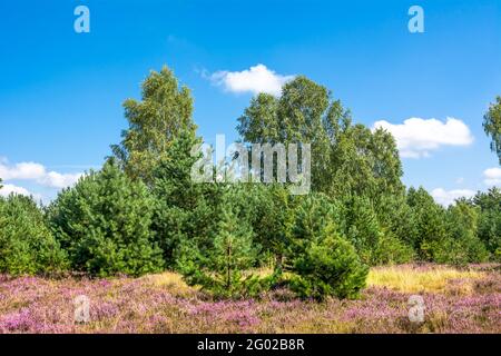 Paysage du début de l'automne avec champ de bruyère dans la forêt, pins verts sous ciel bleu en jour ensoleillé Banque D'Images