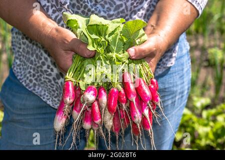 Légumes biologiques entre les mains des agriculteurs. Produits du jardin fraîchement récoltés. Récolte de radis. Banque D'Images