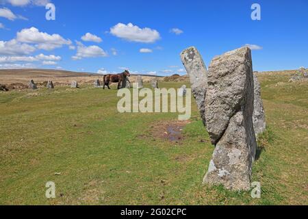 Dartmoor Ponies au milieu du Scorhill Stone Circle Dartmoor ROYAUME-UNI Banque D'Images
